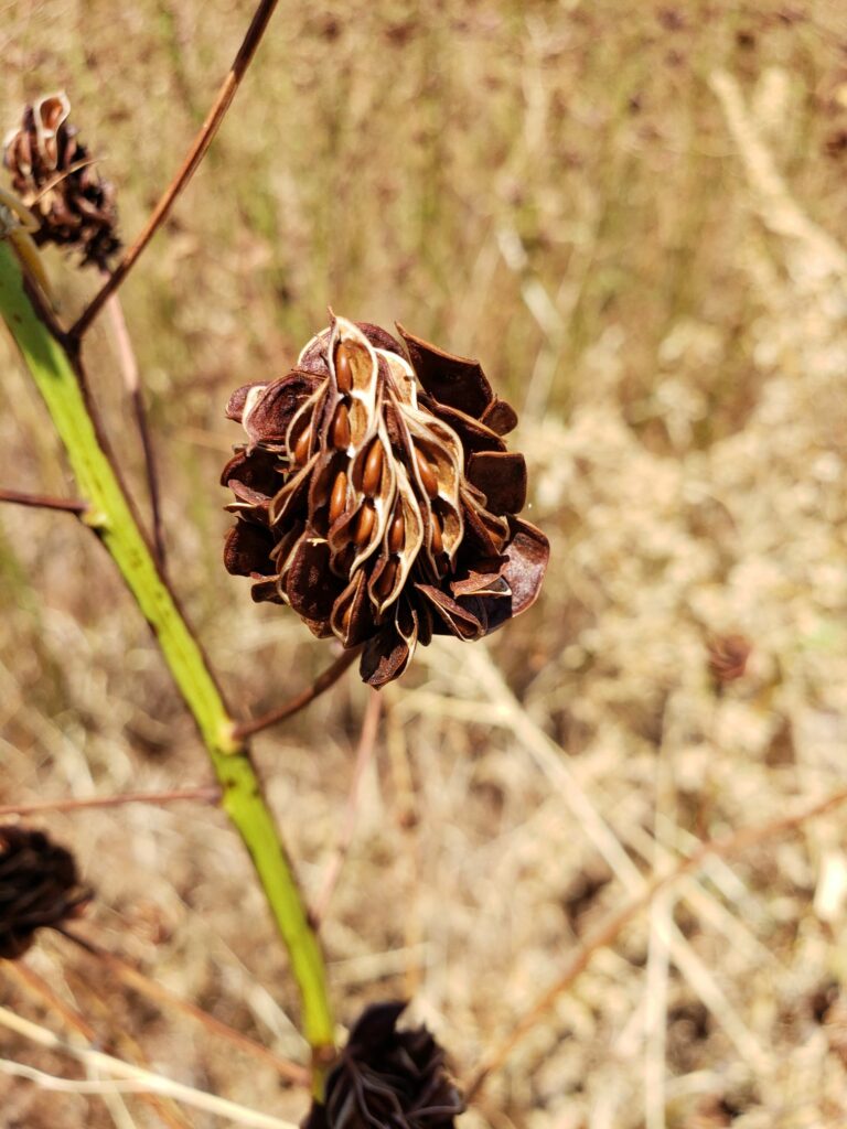 Illinois Bundleflower Seed Pod
