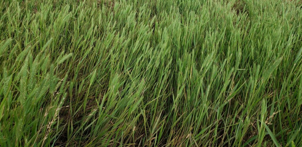Western Wheatgrass