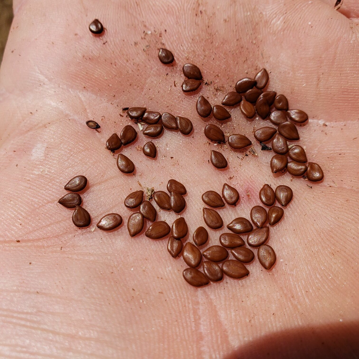 Illinois Bundleflower Seed