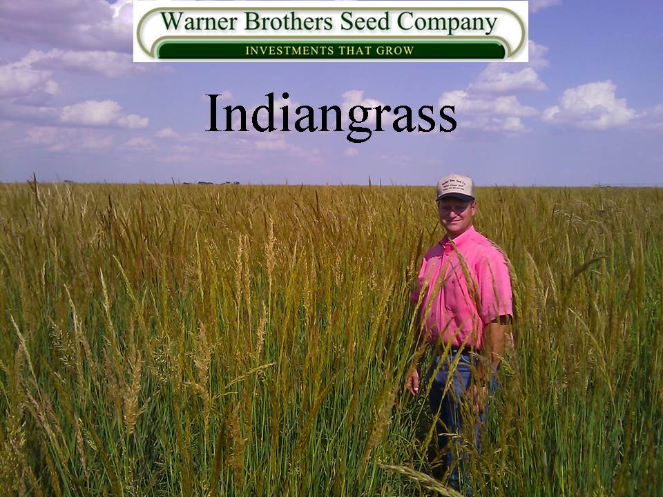 Indian Grass
