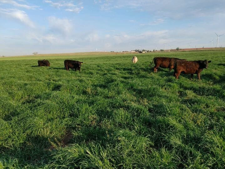 Cattle grazing Chisholm Fescue